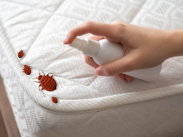 Best Local Pest Control Services  in Canyonville, OR